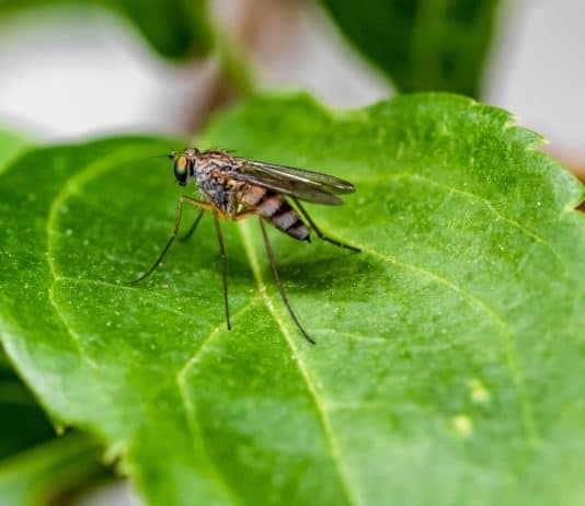 Erste Fälle von West-Nil-Fieber in Italien West-Nil-Fieber in Italien, moskito, insekt, mosquito