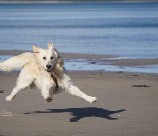 Der „Fett-weg-Hund“ – Roboterhund soll Herrchen beim Abnehmen helfen roboterhund, hund, golden retriever, haustier