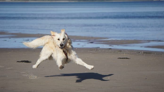 roboterhund, hund, golden retriever, haustier