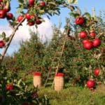 Urlaub auf dem Bauernhof,äpfel, obstgarten, apfelbäume