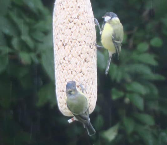Tiere füttern: Der hat bestimmt Hunger… Vogelfütterung im Garten