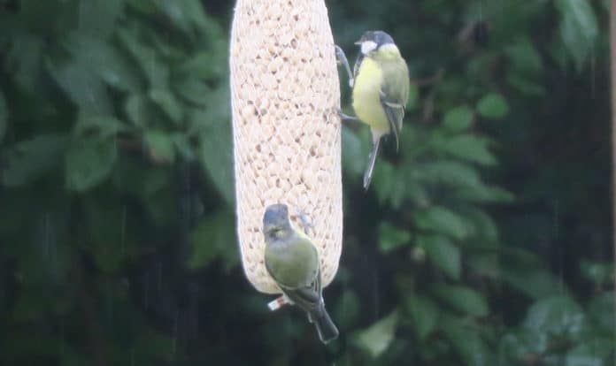 Vogelfütterung im Garten