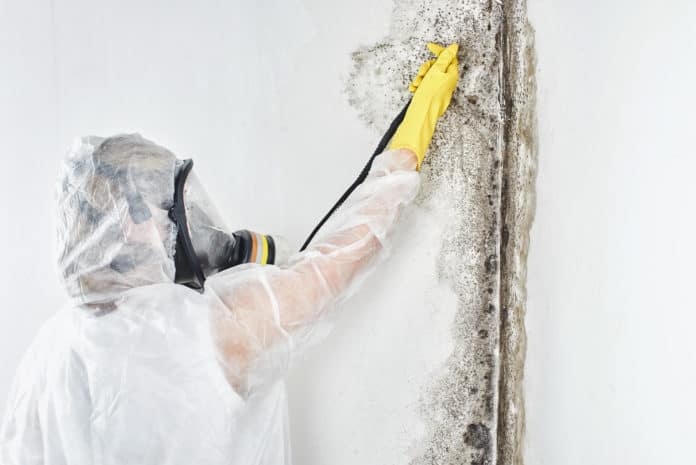 A professional disinfector in overalls processes the walls from mold. Removal of black fungus in the apartment and house. Aspergillus