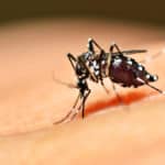 Insektenstichen, Mückenstich, Aedes mosquito sucking