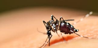 Insektenstichen, Mückenstich, Aedes mosquito sucking