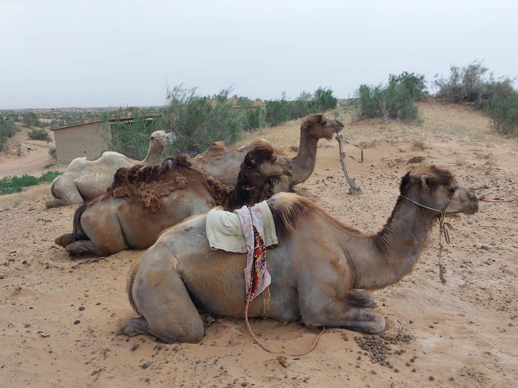 Kamele warten auf den Ausritt in die Wüste. 
Reise entlang der Seidenstraße
Foto: Dr. Ronald Keusch