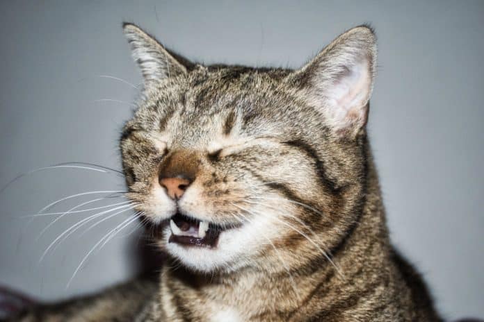 Warum macht man beim Niesen die Augen zu? katze, tier, niesen