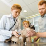veterinary ausculting cat with stethoscope