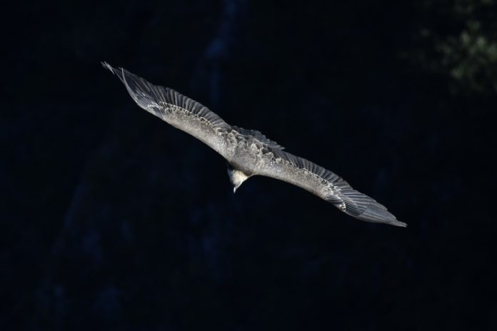 Geier Tawny Vogel Raptor Schnitzeljagd Natur