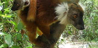 Im Land der Lemuren – Mohrenmakis