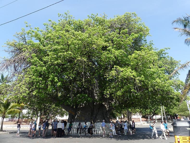 Steinalter Baobab-Baum im Zentrum von Mahajanga