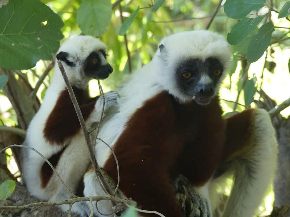 Sifaki Lemur mit Nachwuchs