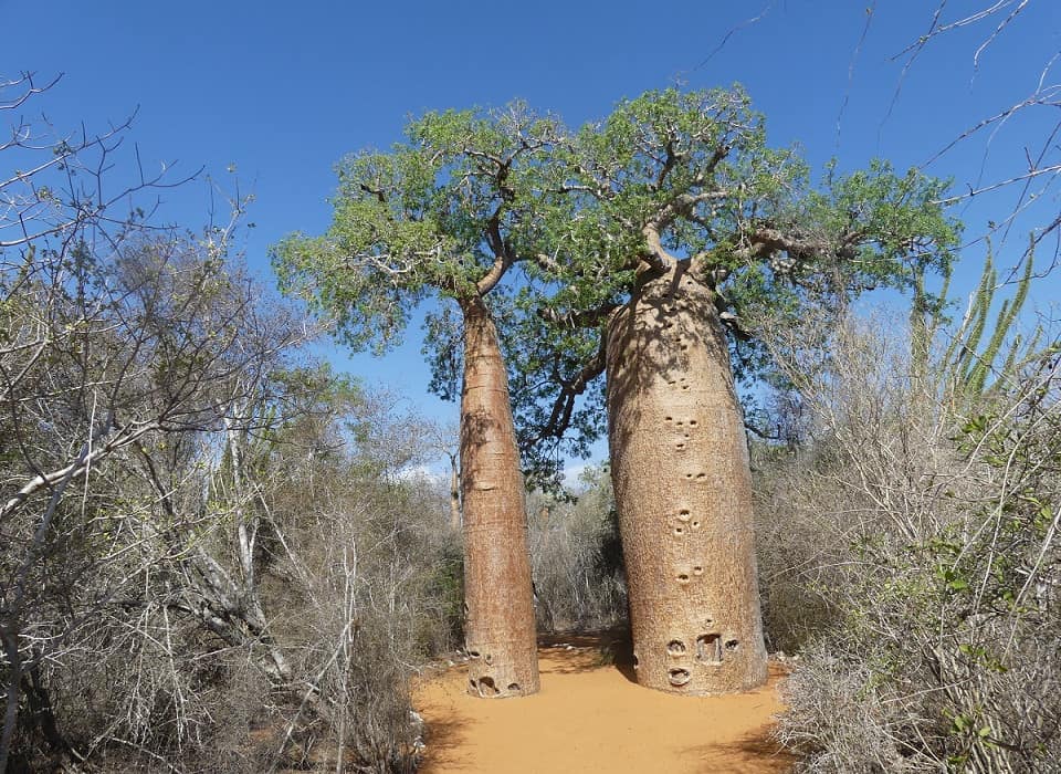 Im Baobab-Wald