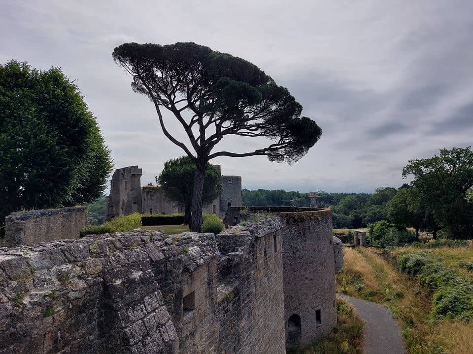 Blick von Burgmauer mit Pinienbaum
