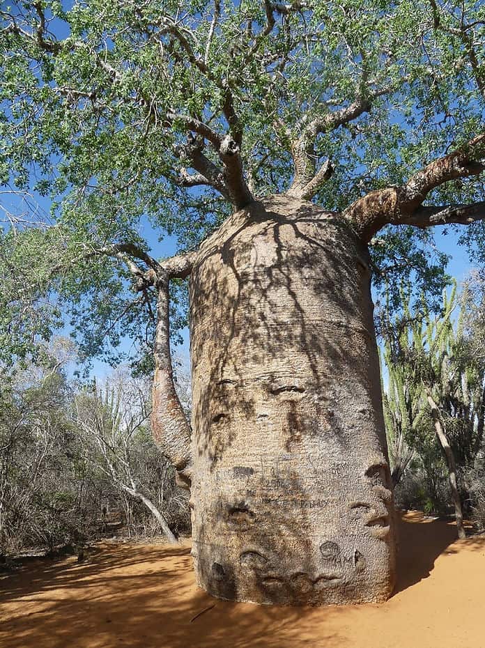Der dickste Baobab im Spiny Forest