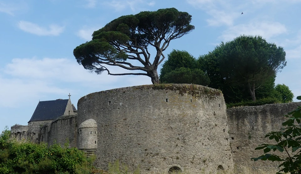 Burgmauer mit Pinie