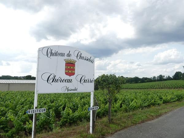 Weinfelder des Chateau de Chasseloir