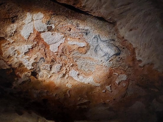 Der Star der Grotte Cosquer - der ausgestorbene Riesenalk Guide Anjelika