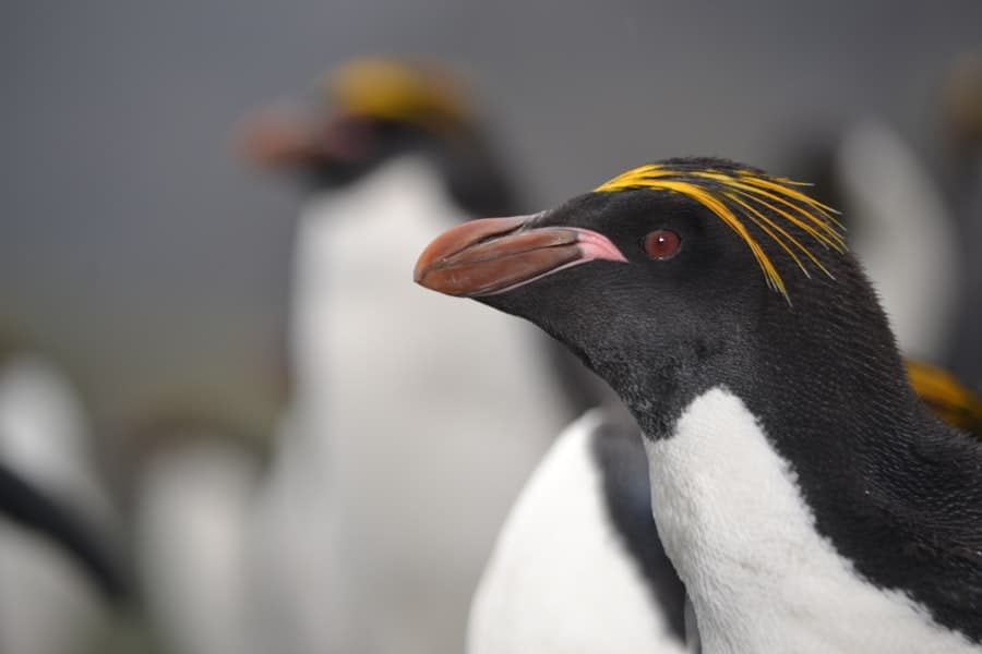 Falklandinseln