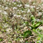 Photo Herbal supplement