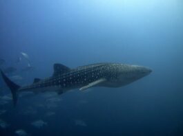 Photo Galapagos Islands