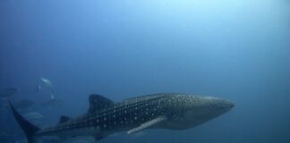 Photo Galapagos Islands