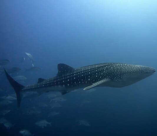 Photo Galapagos Islands