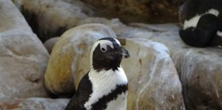 Photo Penguin colony