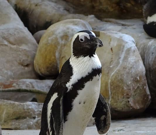 Photo Penguin colony