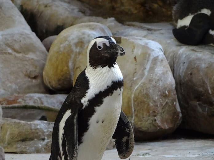 Photo Penguin colony