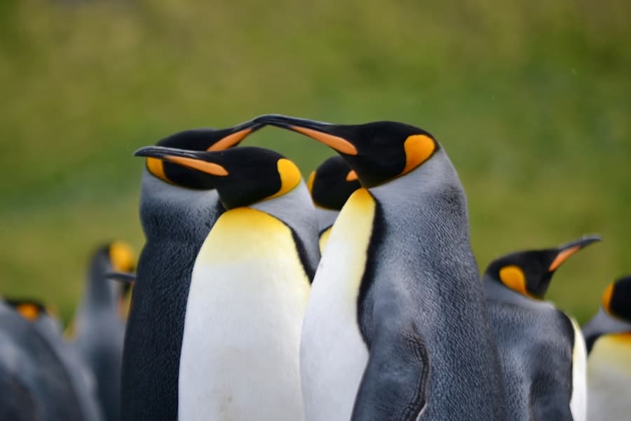 Falklandinseln