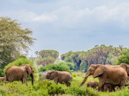 Photo Family Safari