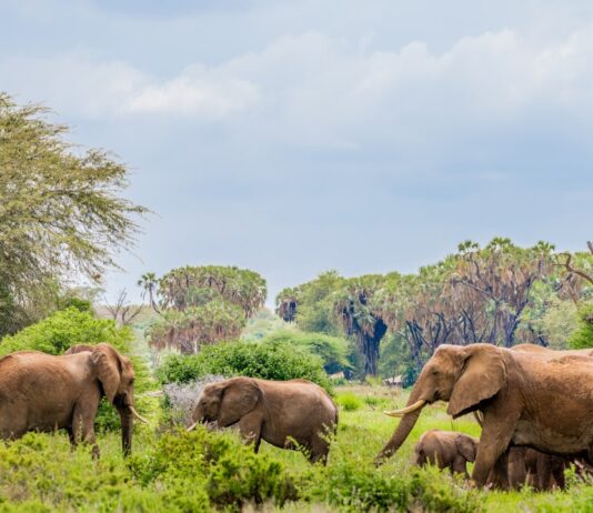 Photo Family Safari