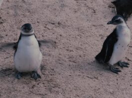 Top 20 Sehenswürdigkeiten von Antarktika für den Familienurlaub Photo Penguin colony