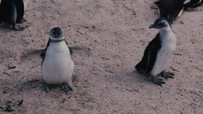 Photo Penguin colony