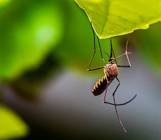 Photo Mosquito repellent