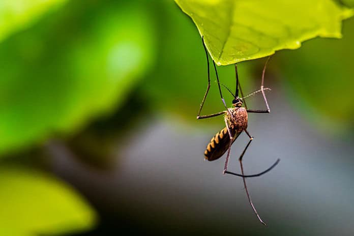 Photo Mosquito repellent