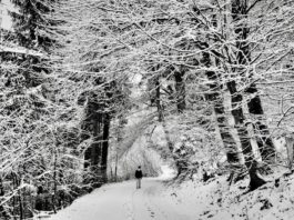 Familienurlaub in Deutschland: Die besten Reiseziele für dich Photo Black Forest
