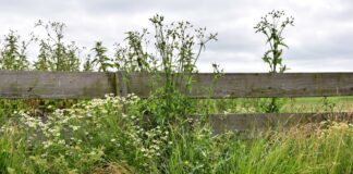 Photo Herbal supplement