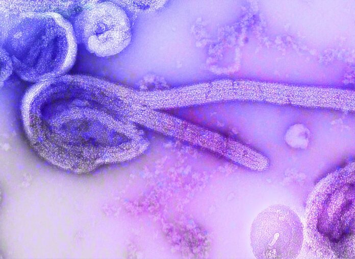 Photo Medical illustration