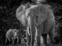 Photo Family Safari