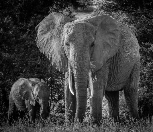 Photo Family Safari