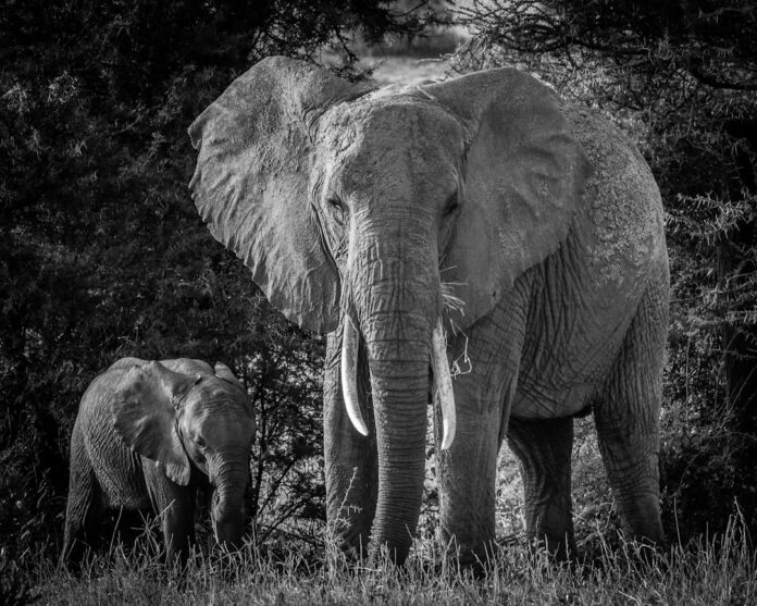Photo Family Safari