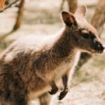 Top 20 Sehenswürdigkeiten von Papua-Neuguinea für den Familienurlaub Photo Family hiking