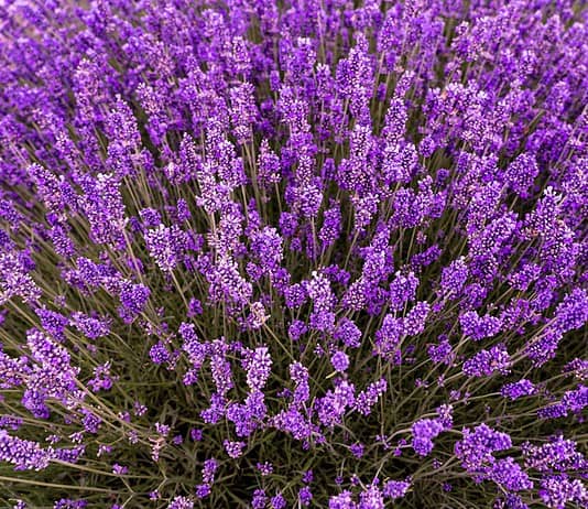 Photo Herbal remedies