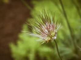 Photo Herbal remedies