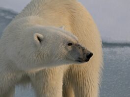 Photo Polar bear