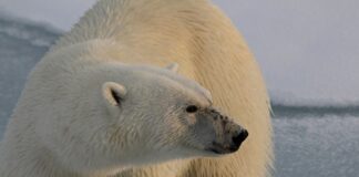 Photo Polar bear