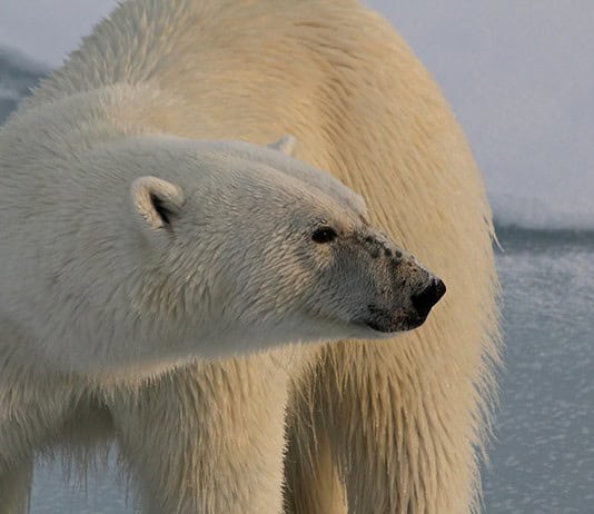 Top 20 Sehenswürdigkeiten von Spitzbergen für den Familienurlaub Photo Polar bear