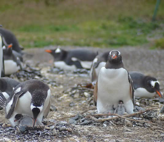 Top 20 Sehenswürdigkeiten von Südgeorgien und die Südlichen Sandwichinseln für den Familienurlaub Photo Penguins